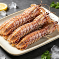 Mantis Shrimp